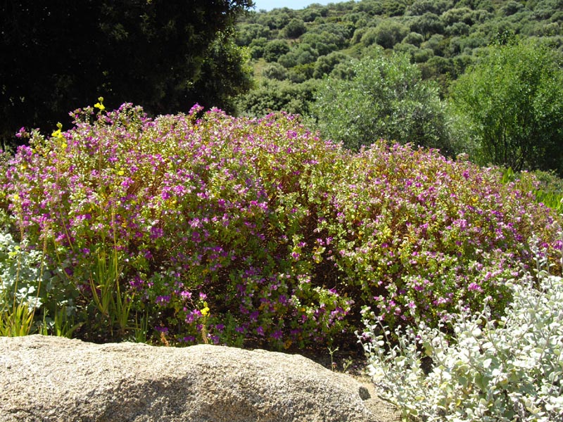 Polygala myrtifolia en fleurs dans un parc méditerranéen en Corse